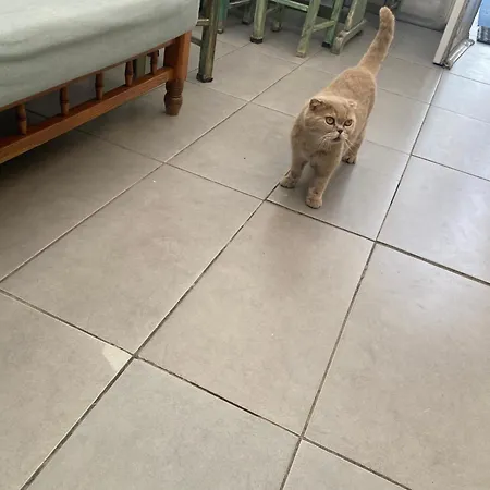 Miss Karya * Орен